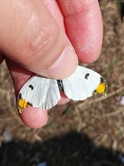 Anthocharis scolymus