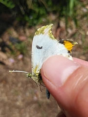 Anthocharis scolymus