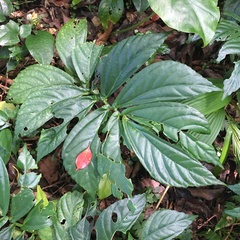 Elatostema edule
