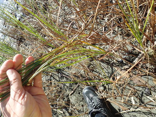 Image of Bolboschoenus caldwellii by (c) Arnim Littek, some rights reserved (CC BY)