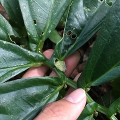 Elatostema edule