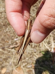 Patanga japonica