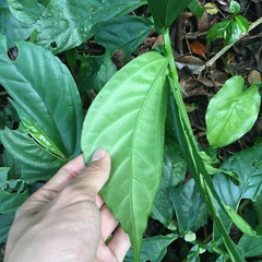 Elatostema edule