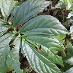 Elatostema edule