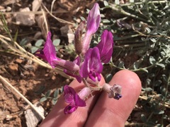 Astragalus zionis