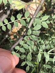 Astragalus zionis