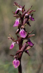 Anacamptis collina