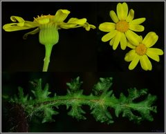 Senecio gallicus