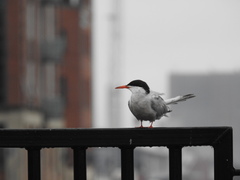 Sterna hirundo