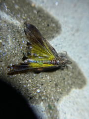 Lactista gibbosus