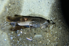 Lactista gibbosus