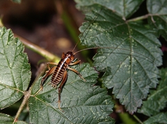 Hemiandrus maia