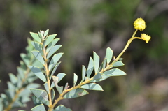 Acacia cultriformis