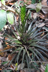 Tillandsia flavobracteata