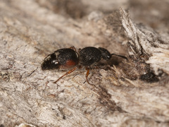 Ephutomorpha lateralis