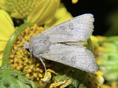 Protorthodes melanopis