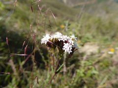 Triniochloa stipoides