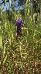 Muscari comosum
