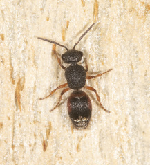 Ephutomorpha lateralis