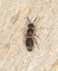 Ephutomorpha cordatiformis