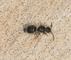Ephutomorpha cordatiformis