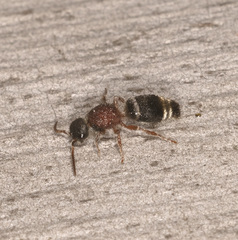 Ephutomorpha cordatiformis