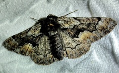 Phaeoura mexicanaria