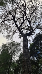 Eucalyptus paniculata