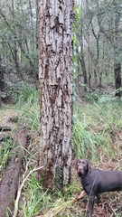 Eucalyptus paniculata
