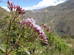 Chromolaena connivens
