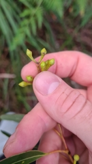 Eucalyptus paniculata