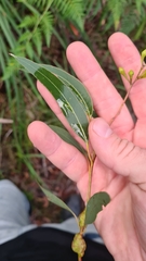 Eucalyptus paniculata
