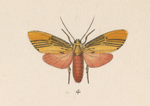 Lepidokirbyia vittipes