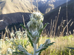 Pseudognaphalium elegans