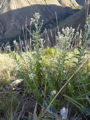 Pseudognaphalium elegans