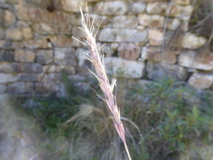 Elymus angulatus