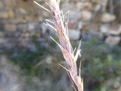 Elymus angulatus