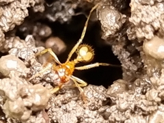 Aphaenogaster pythia