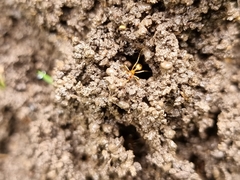 Aphaenogaster pythia