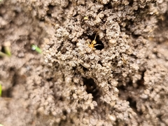 Aphaenogaster pythia