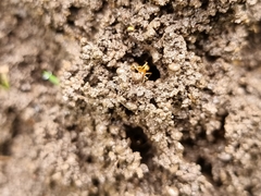 Aphaenogaster pythia