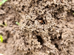 Aphaenogaster pythia