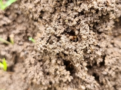 Aphaenogaster pythia