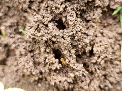 Aphaenogaster pythia