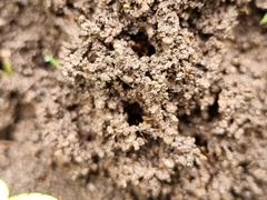 Aphaenogaster pythia