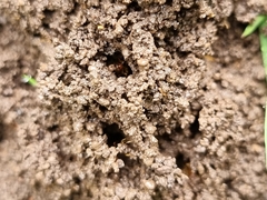 Aphaenogaster pythia