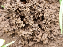 Aphaenogaster pythia