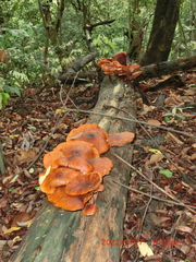 Fungi