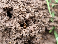 Aphaenogaster pythia