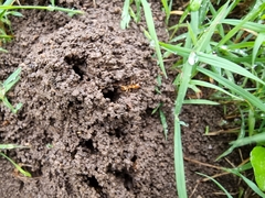 Aphaenogaster pythia